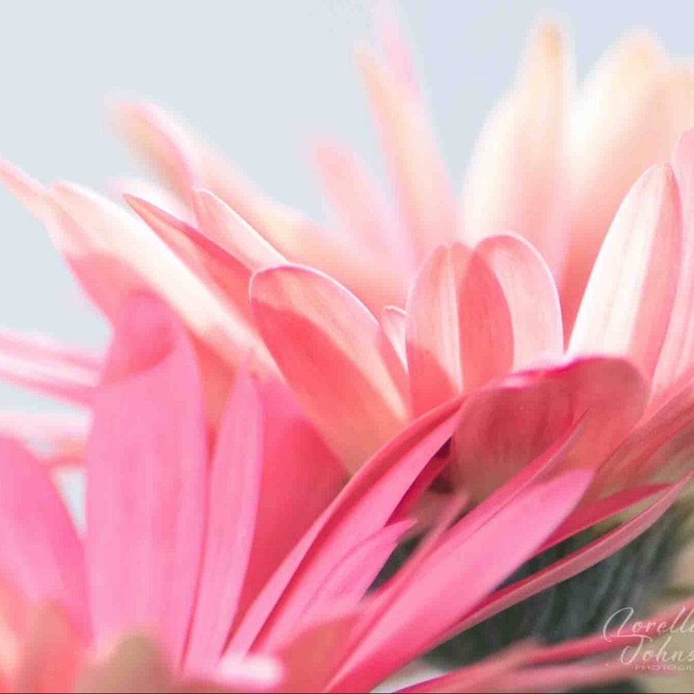 Meet your Posher, Lorella